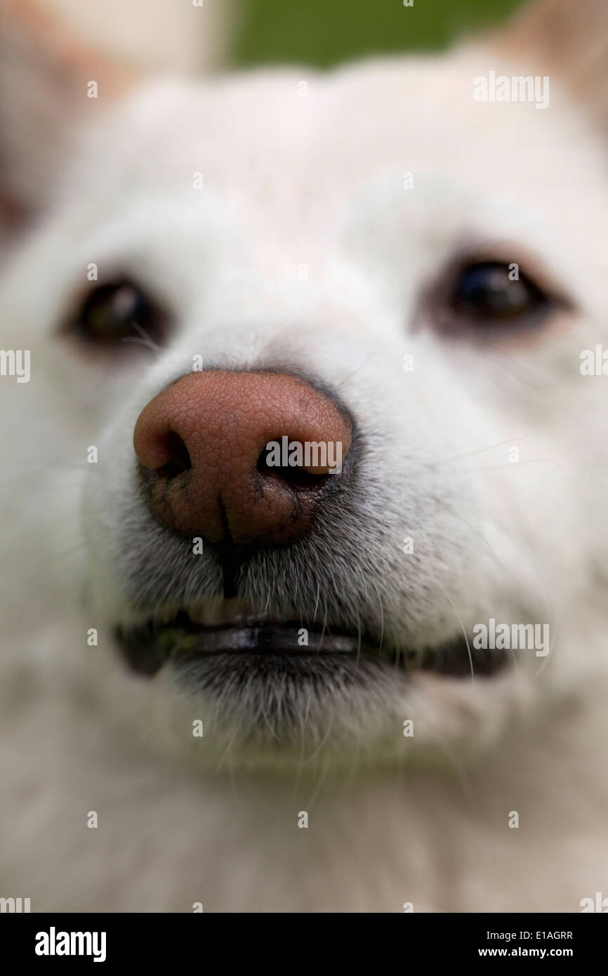 Closeup of a dog's snout Stock Photo