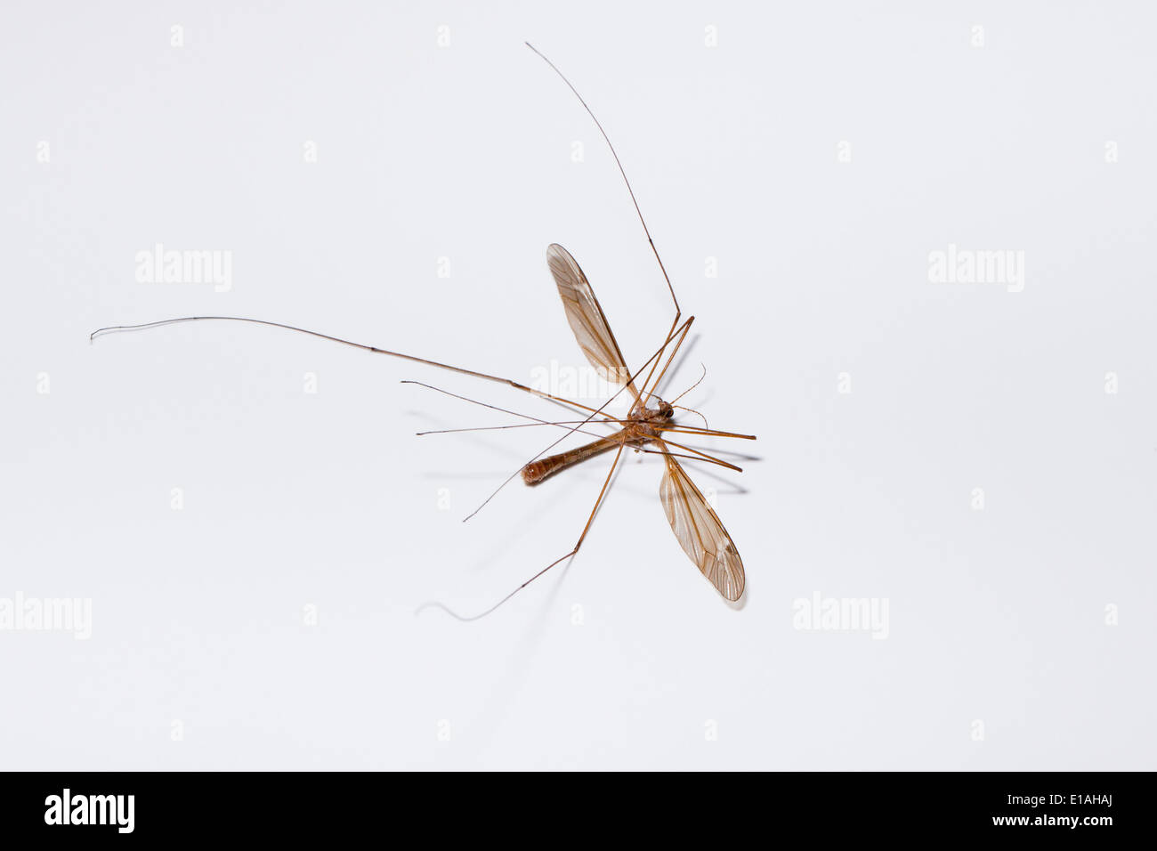 Dead crane fly (Diptera tipulidae) Stock Photo
