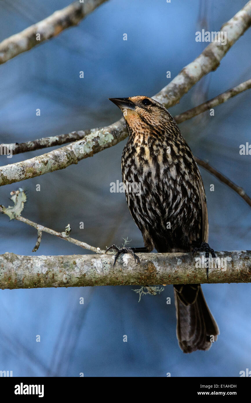 Red-Winged BlackBird (Female) Stock Photo