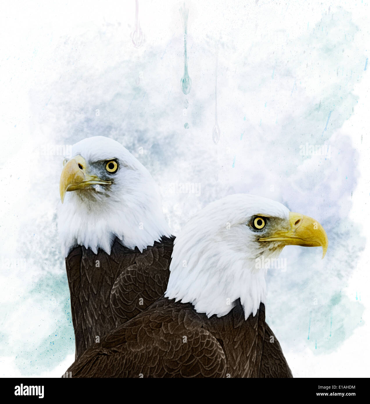 Bald eagle head portrait from a splash of watercolor, colored drawing,  realistic. Vector illustration of paints Stock Vector Image & Art - Alamy