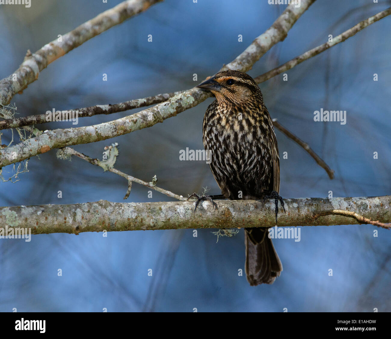 Red-Winged BlackBird (Female) Stock Photo