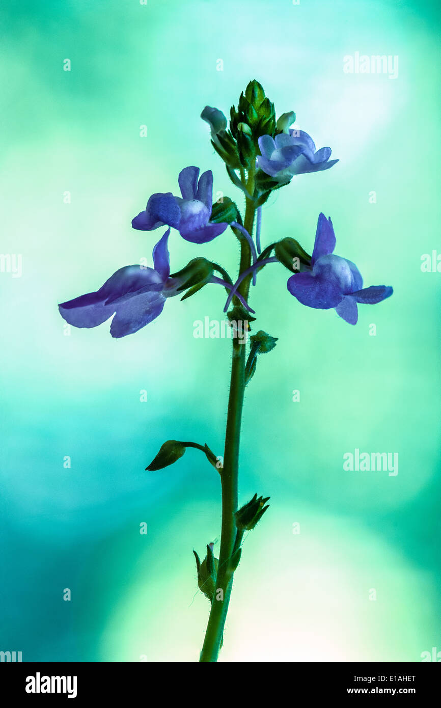 Wild blooms hi-res stock photography and images - Alamy