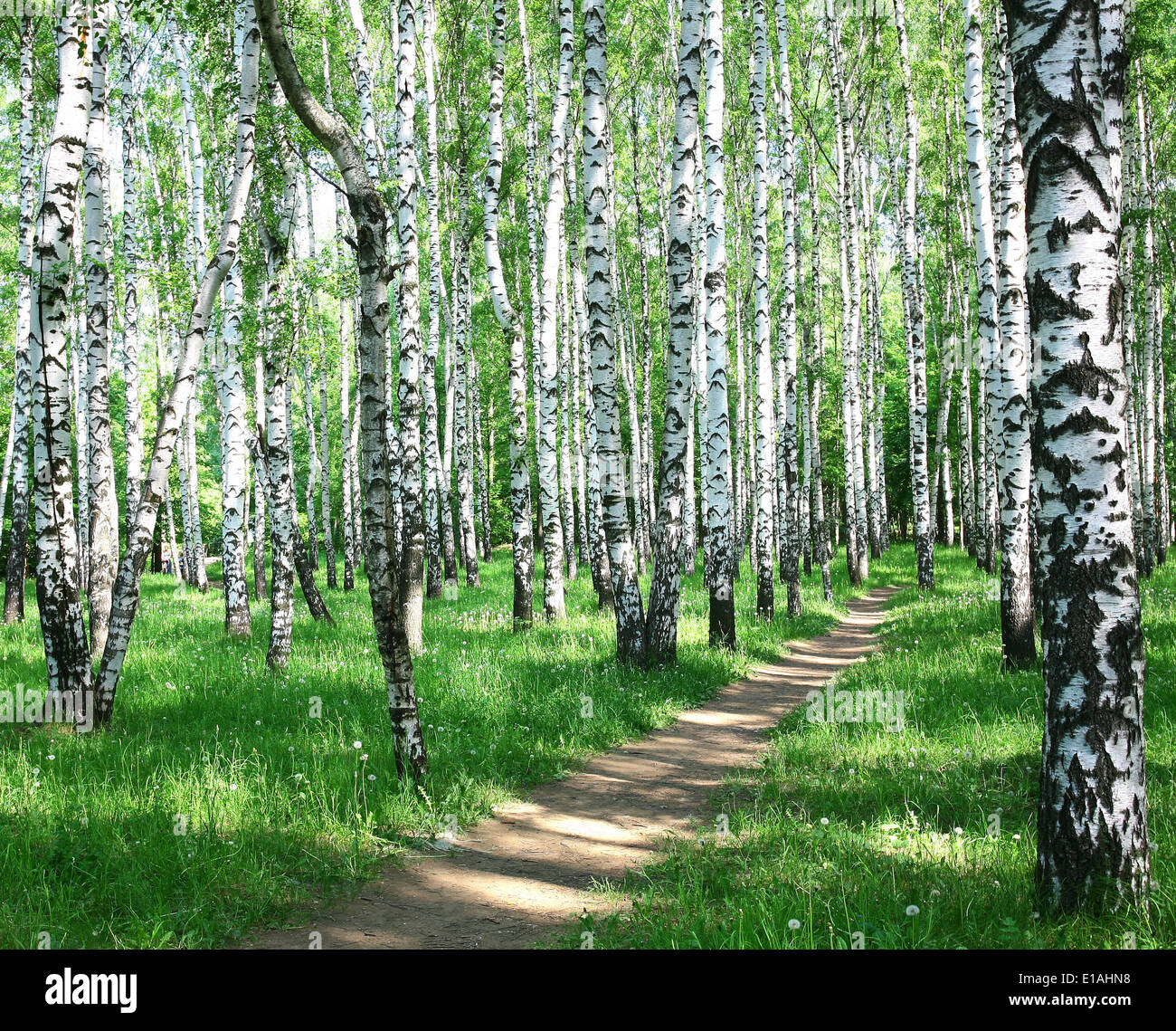 Spring in birch grove in sunlight Stock Photo