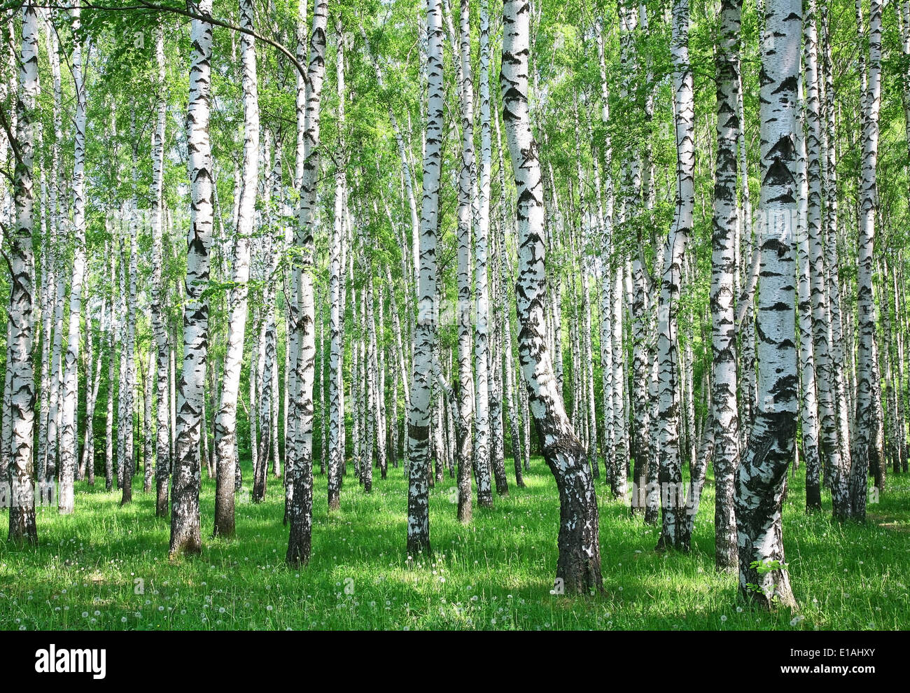 Spring birch forest with fresh greens Stock Photo