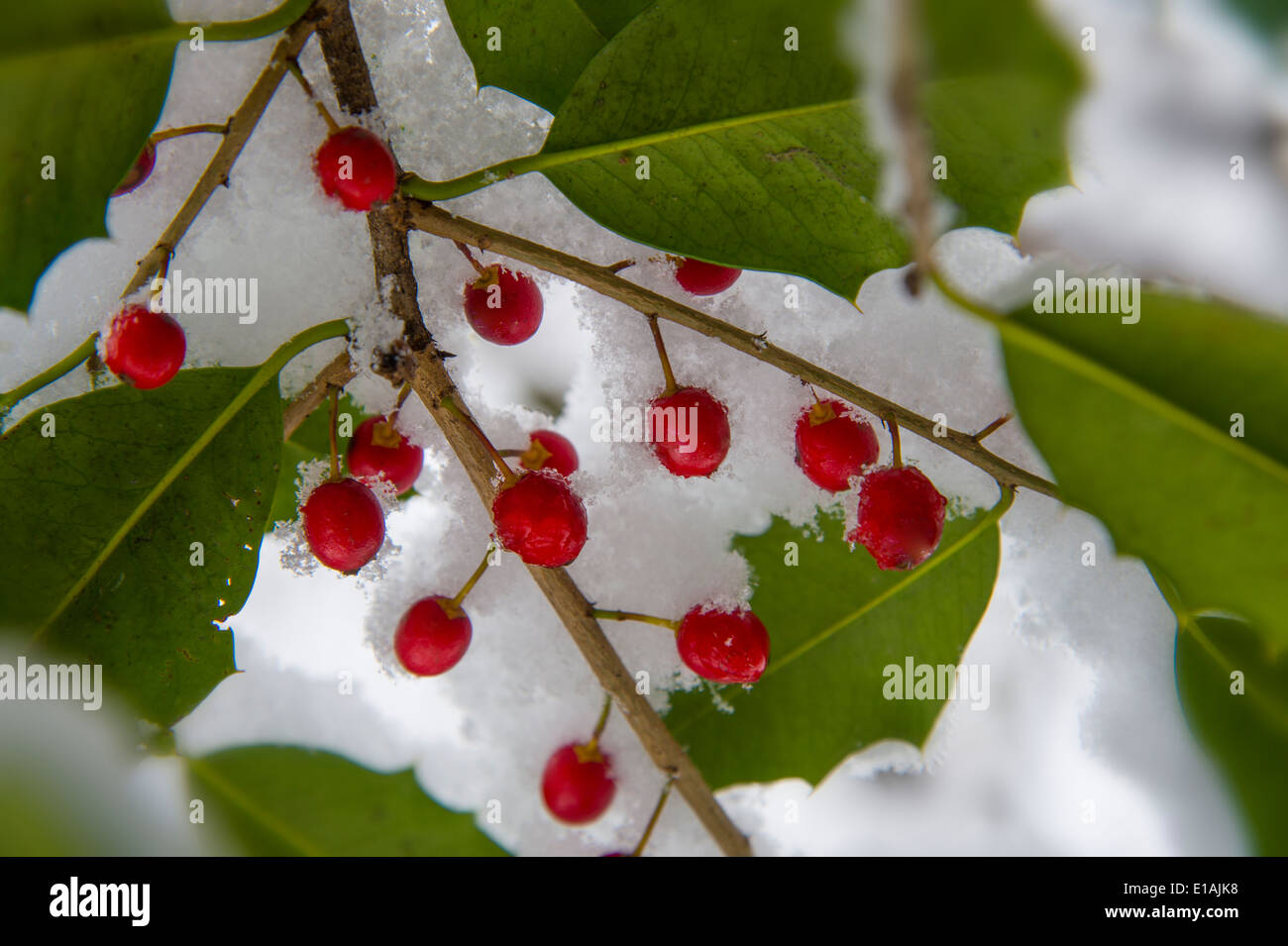 Holly Berries With Snow Stock Photo