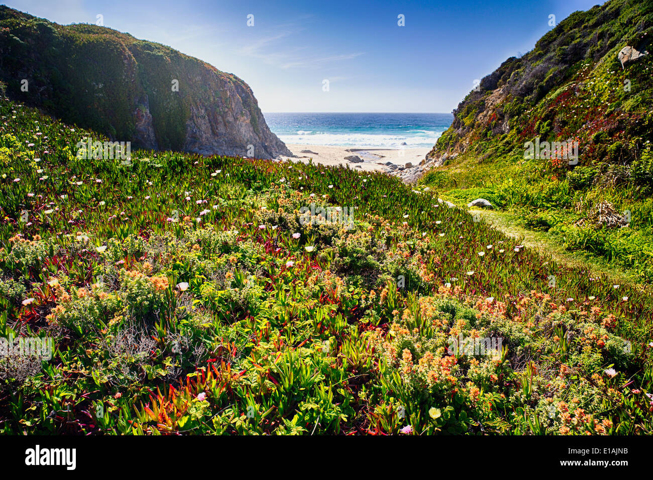 LowAngle View of a Coastal Meadow with Blooming Wildflowers, Graapate State Park, Big Sur, California Stock Photo