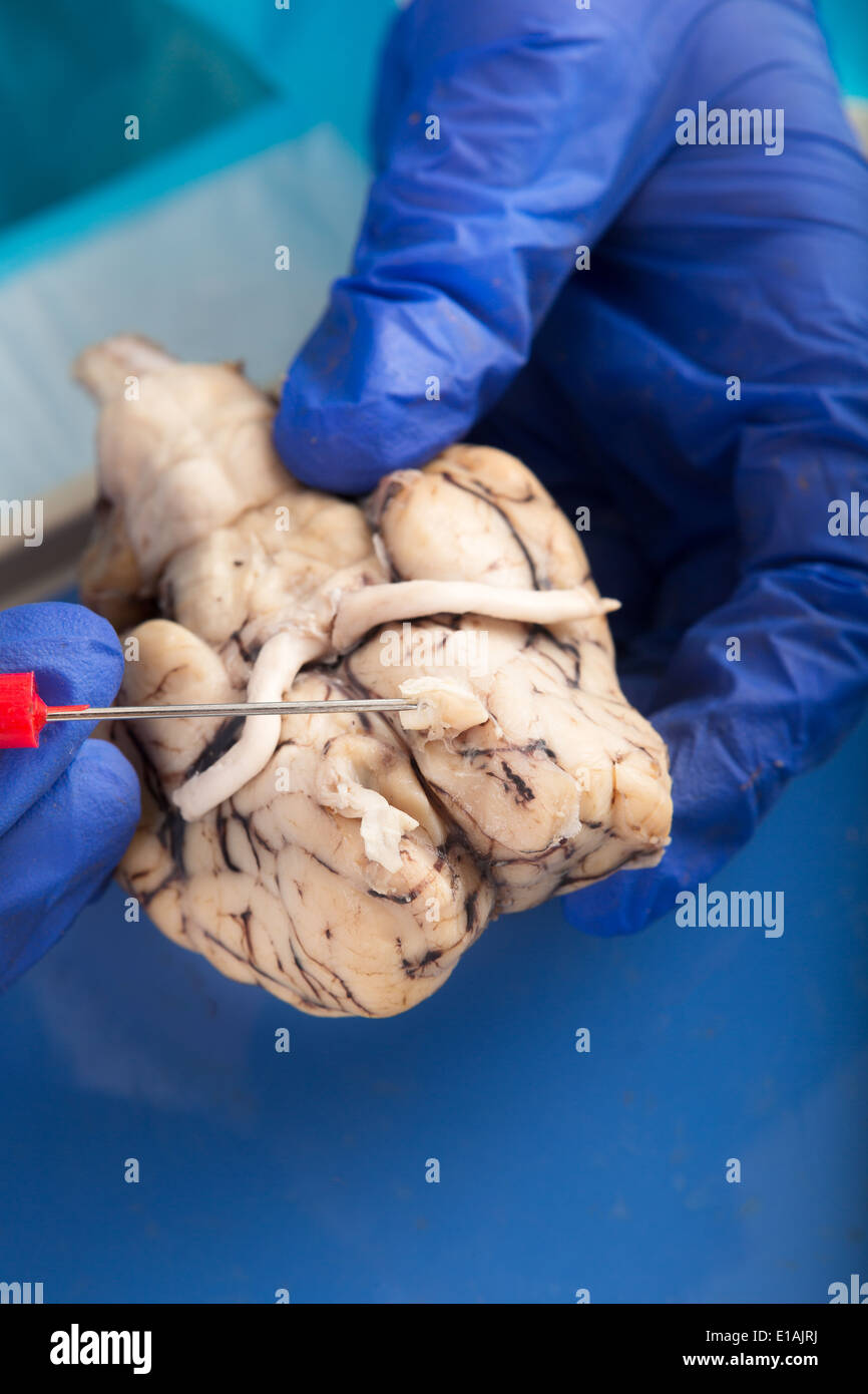Close up of the gloved hands of a physiology student examining a cow brain with a probe showing the olfactory bulb and optic Stock Photo