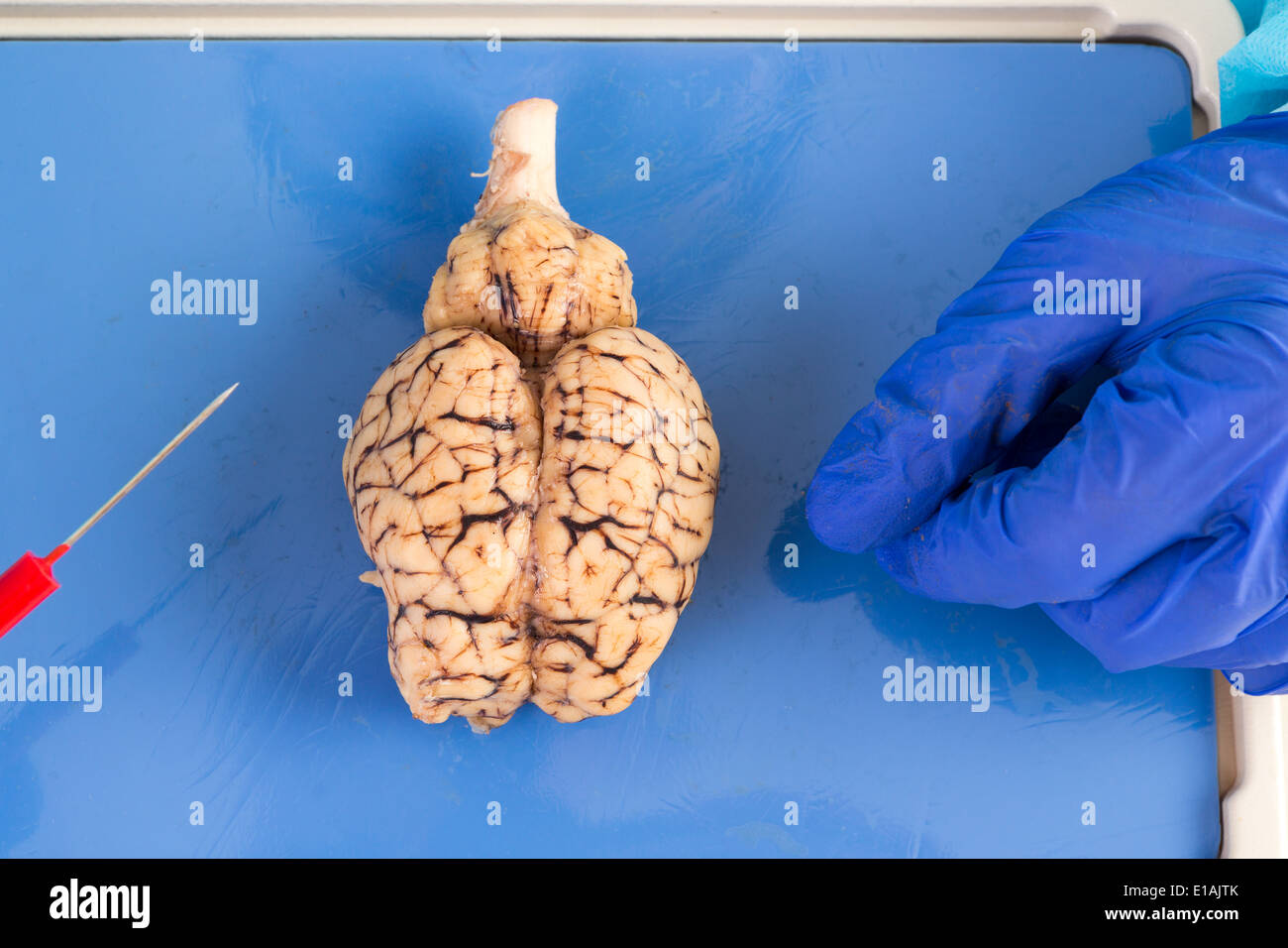 Whole cow brain viewed from above showing the two hemispheres and the brainstem as it lies on the dissecting table of a patholog Stock Photo