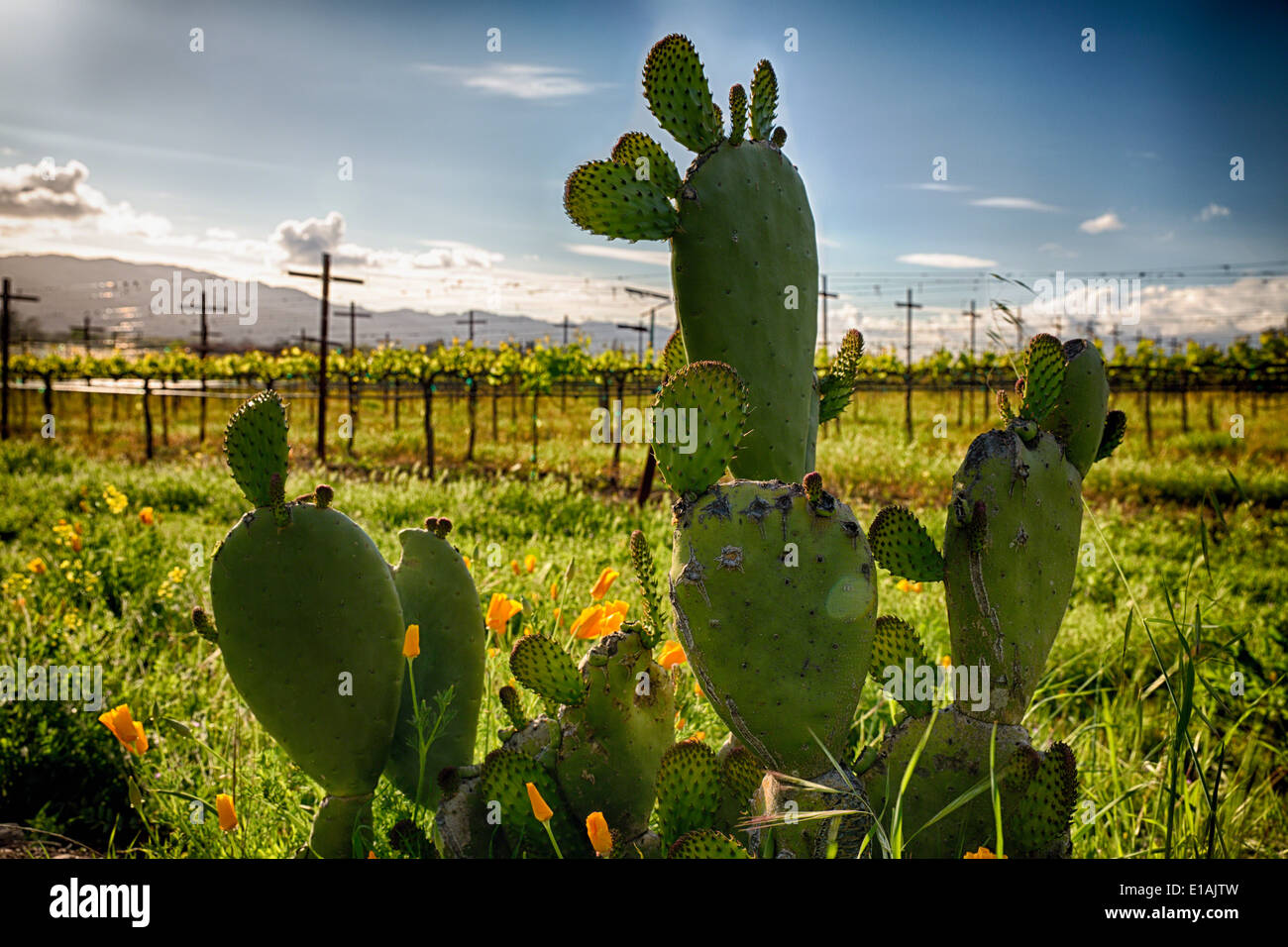 Cactus and Yellow Poppies, Napa Valley, California Stock Photo