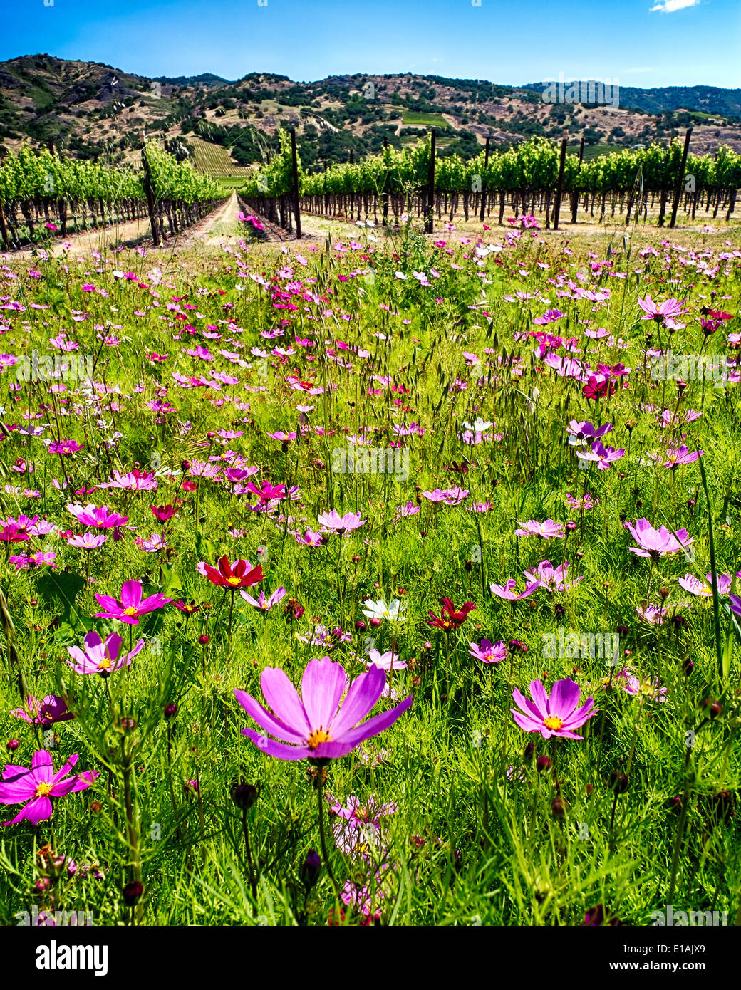 Spring Wildflowers and Row of Grapevines, Napa Valley, California Stock Photo