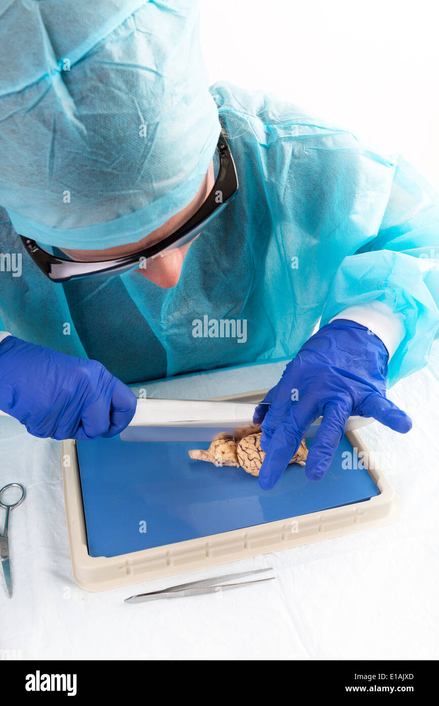 Anatomy student dissecting a cow brain slicing through the two hemispheres and the lobes with a blade to obtain a cross-section Stock Photo