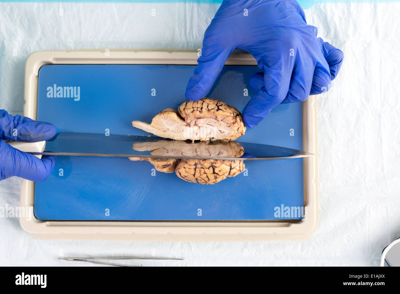 Student in a laboratory or pathologist slicing through the mid section a cow brain dissecting the brainstem and hemispheres of t Stock Photo