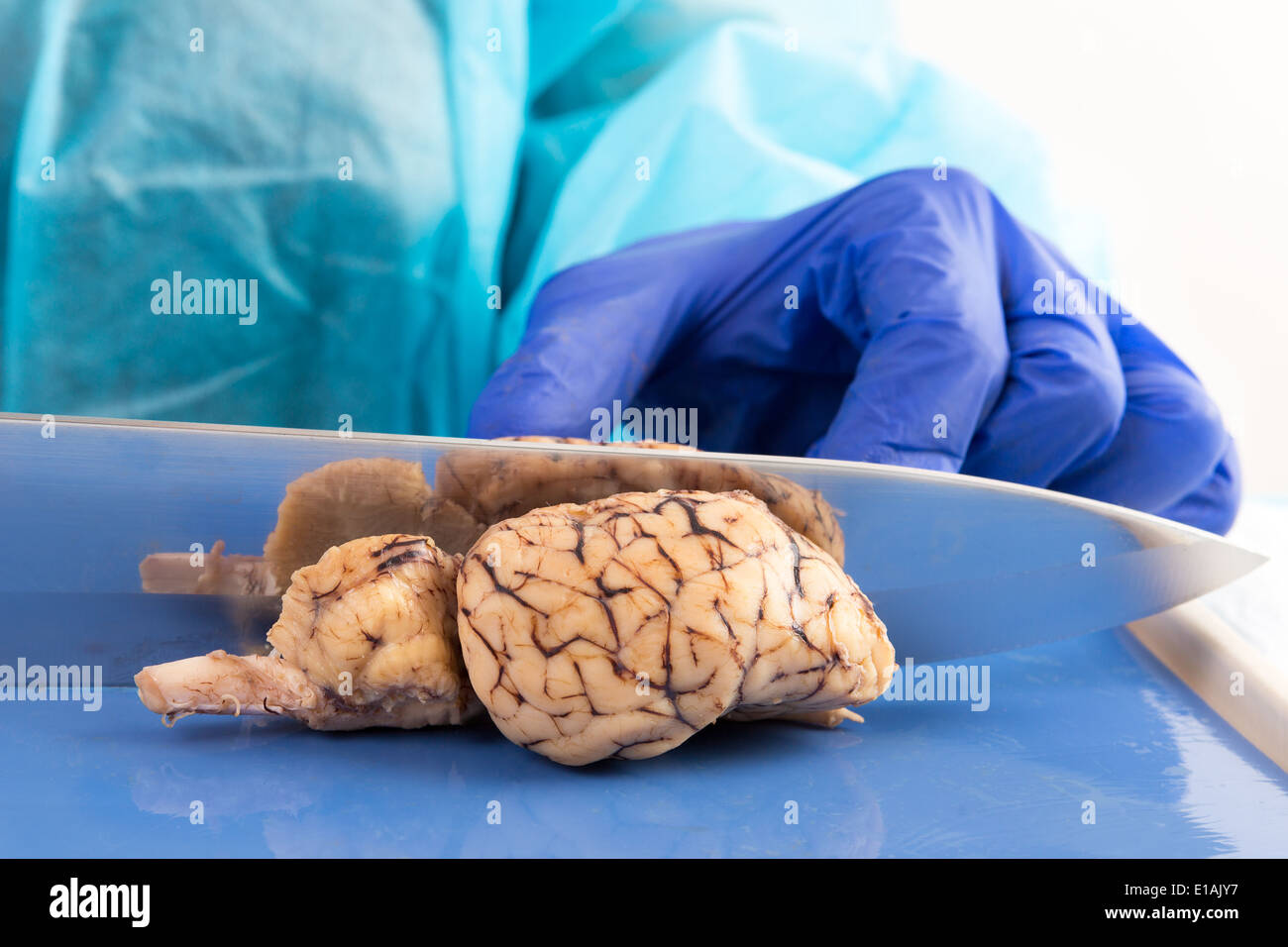 Slicing a cow brain with a blade in anatomy class down the mid section to obtain a longitudinal cross-section to study Stock Photo