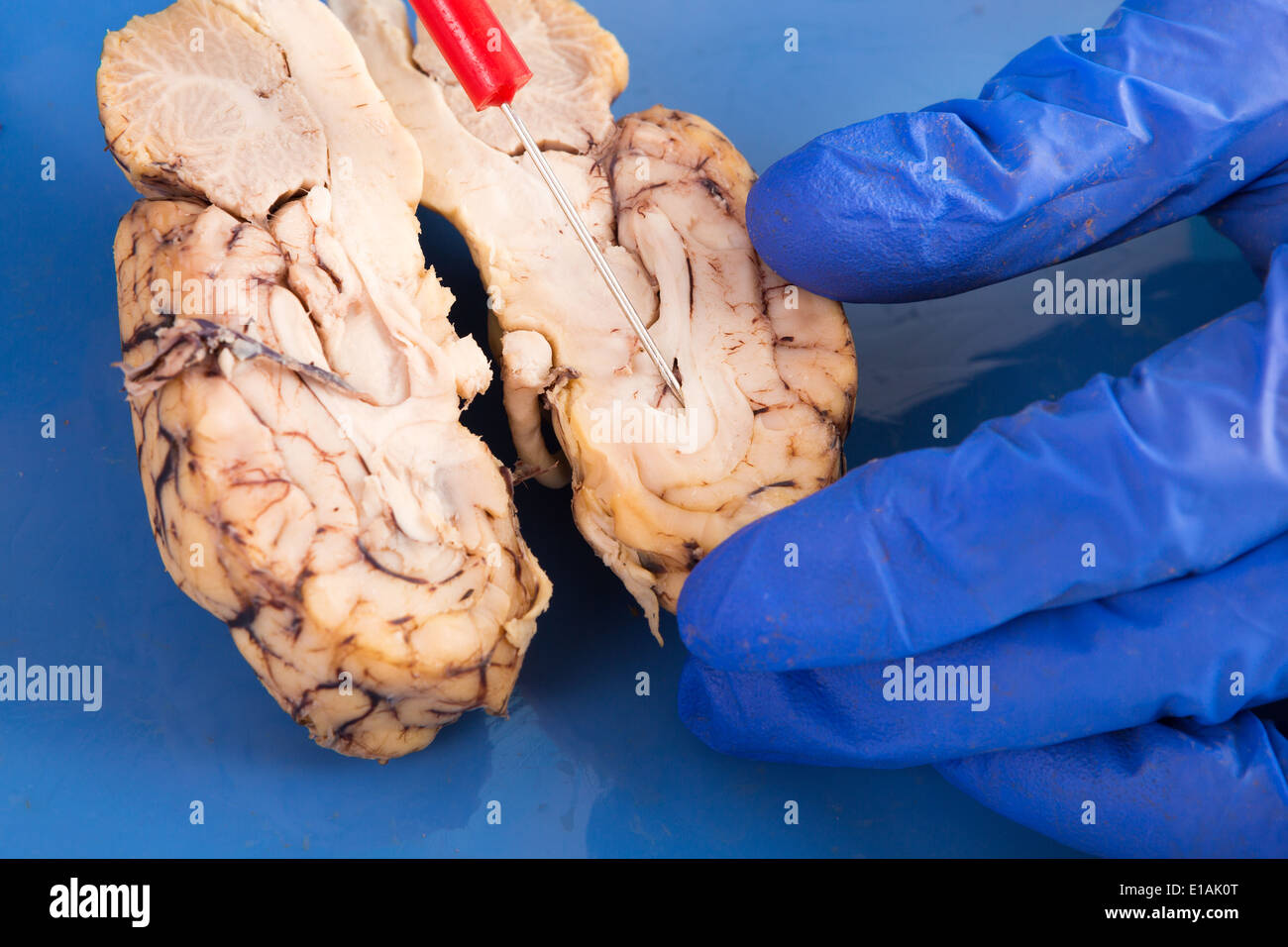 Cross-section of a cow brain showing the convoluted tissue with a probe pointing to the frontal lobe Stock Photo