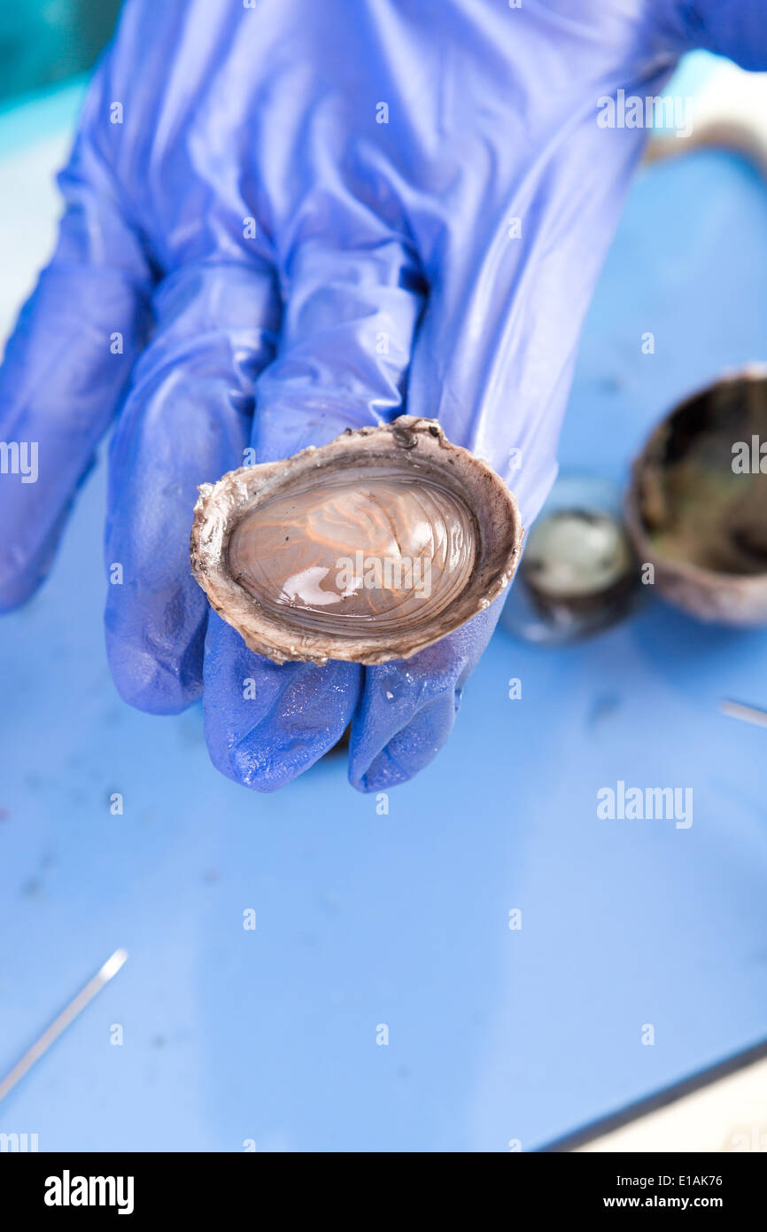 Dissecting a sheep eye for anatomy and physiology class at university or medical school with a student holding a section of the Stock Photo