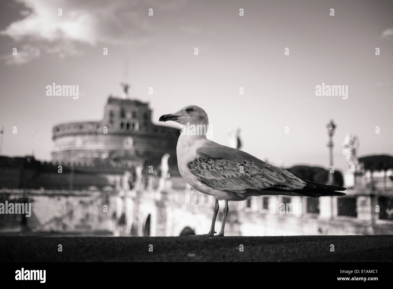 Close Up View of a Sea Gull Standing on a Bridge of with the Castle of the Holy Angel in the background, Rome, Lazio, Italy Stock Photo