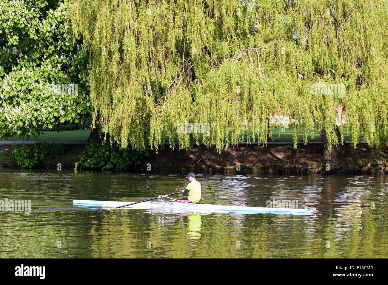 Man rowing a canoe down the River Avon in Warwickshire England Stock Photo