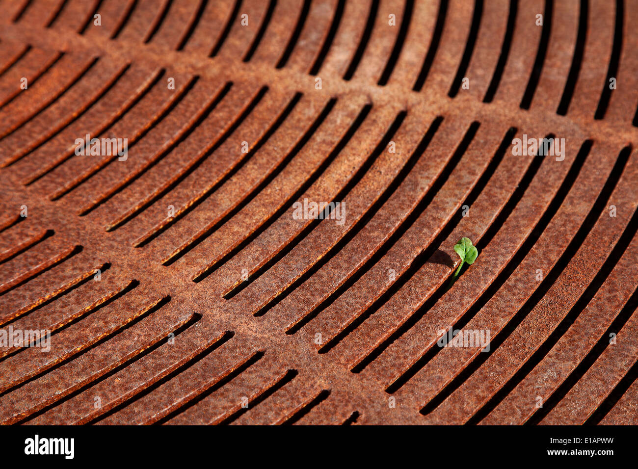 Rusty water drainage grate with small green leaf Stock Photo