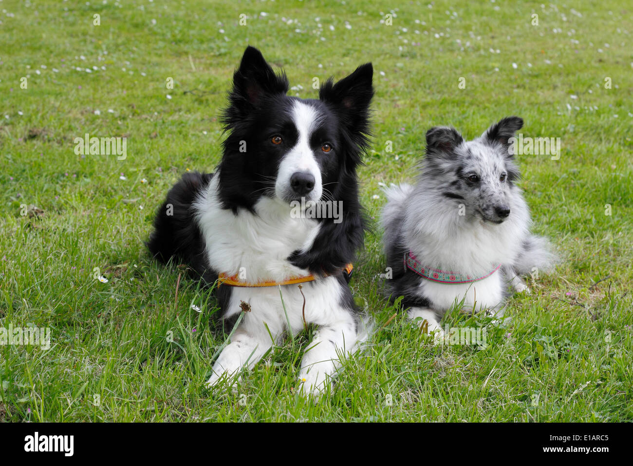 Two Border Collie Sheepdogs Hi res Stock Photography And Images Alamy