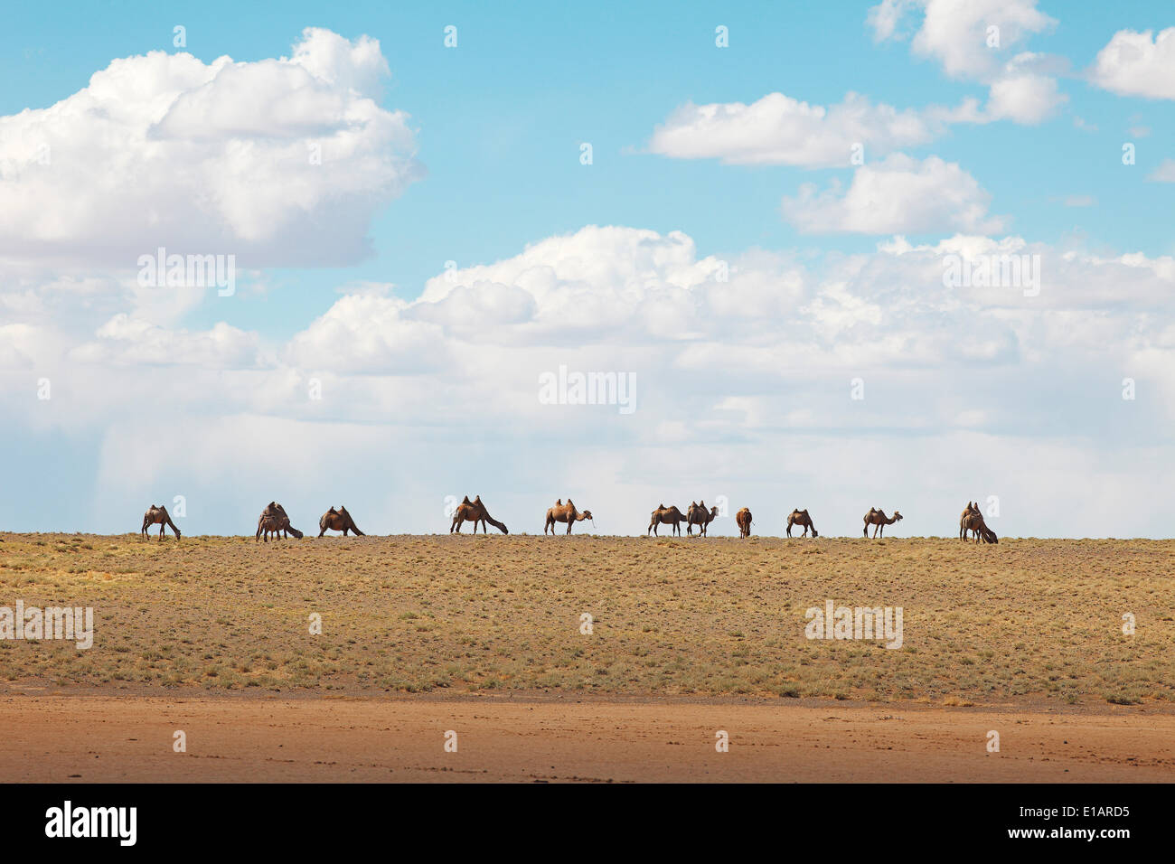 Bactrian Camels (Camelus ferus), Gobi Desert, South Gobi, Ömnögovi Province, Mongolia Stock Photo