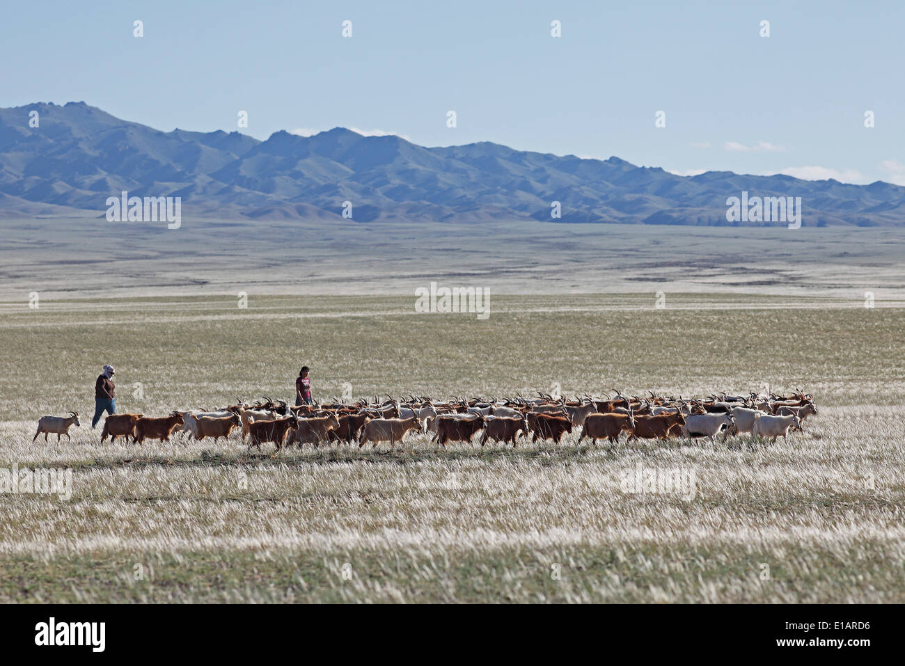 Nomads driving Cashmere Goats (Capra hircus laniger) across the steppe, Feathergrass or Feather Grass (Stipa pennata) Stock Photo