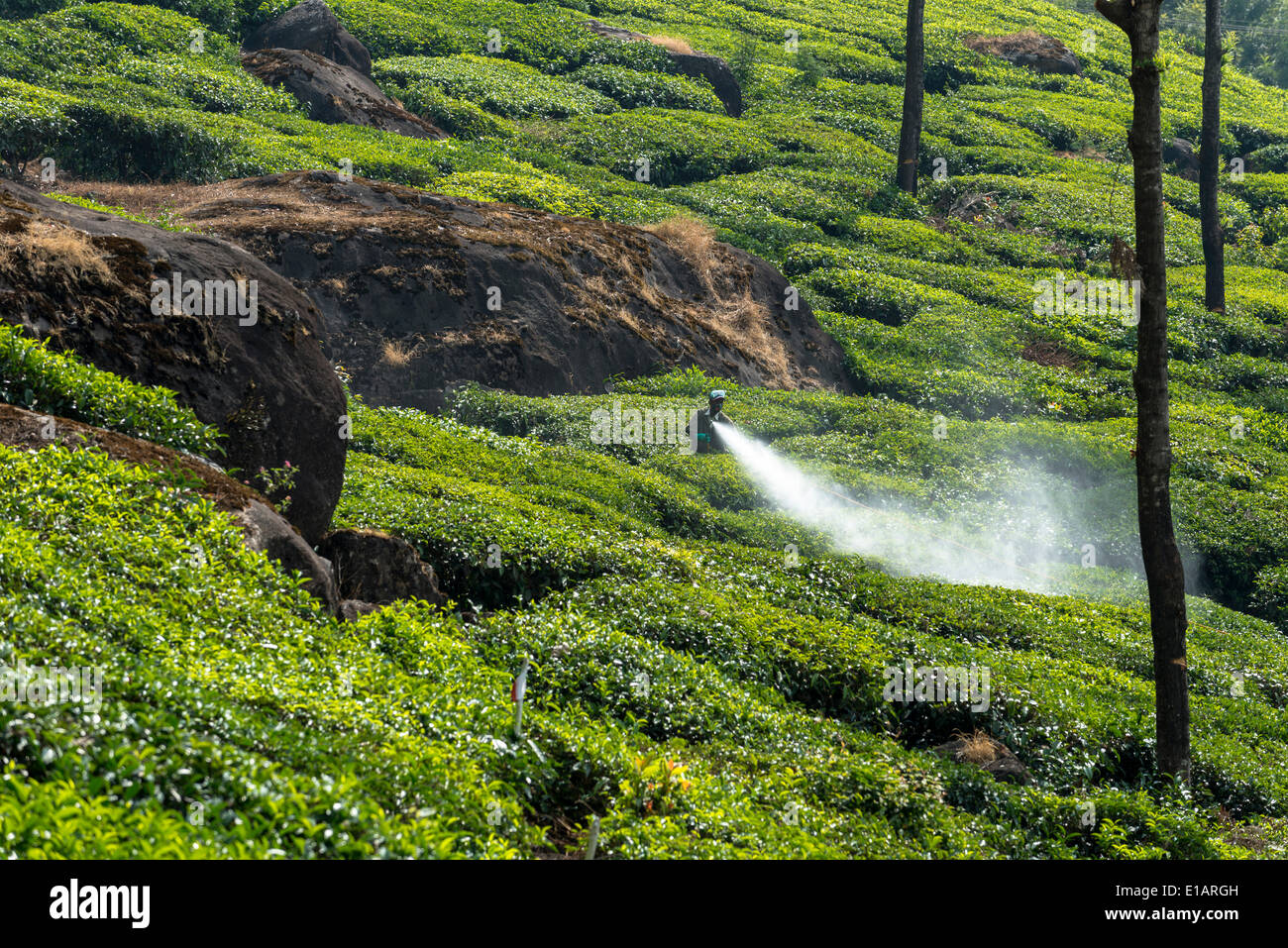 Worker spraying tea plants with pesticides, tea plantation, Munnar, Kerala, Western Ghats, India Stock Photo
