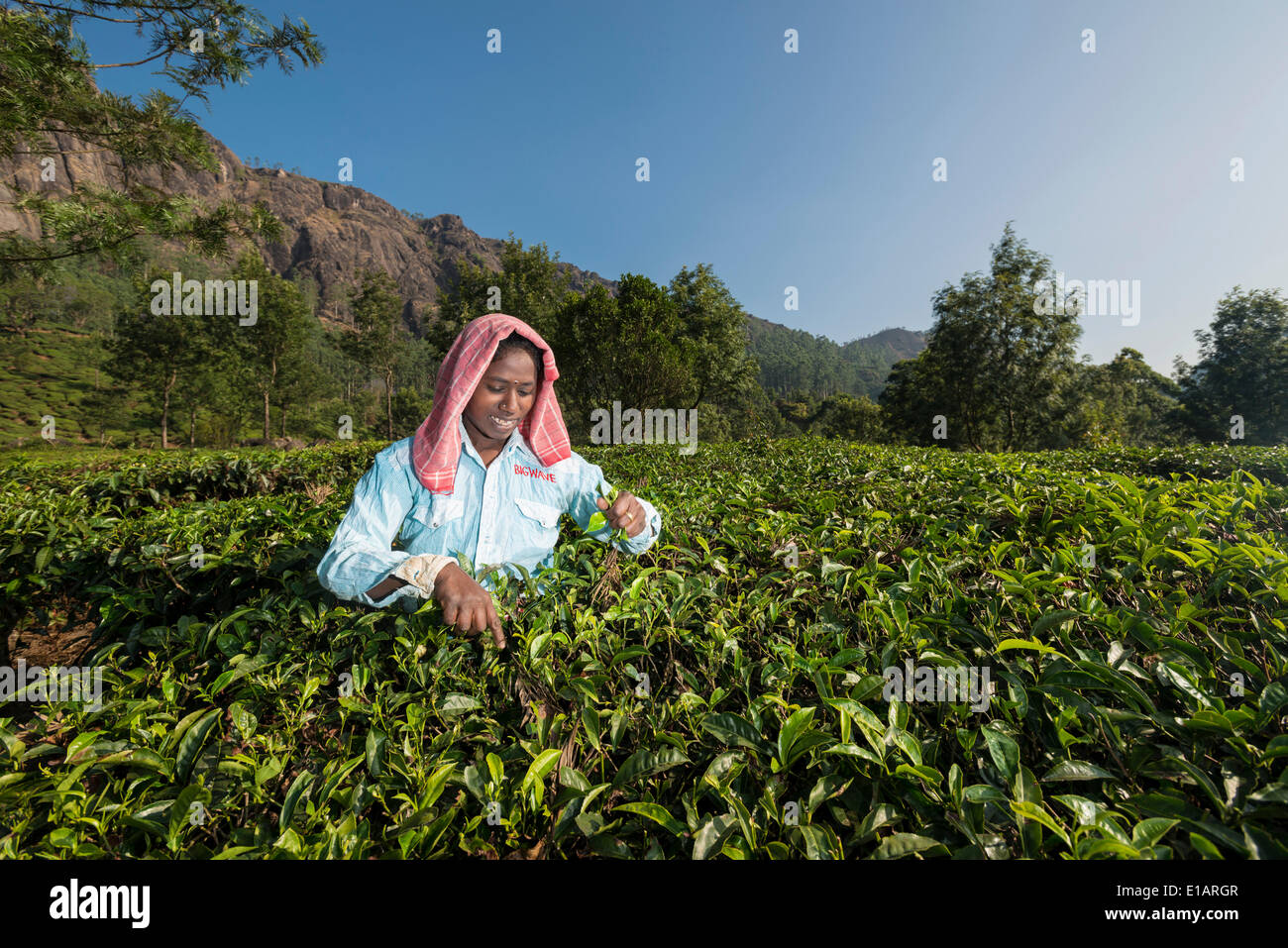 Tea plucker picking tea leaves by hand, tea plantation, 1600m, Munnar, Kerala, Western Ghats, India Stock Photo