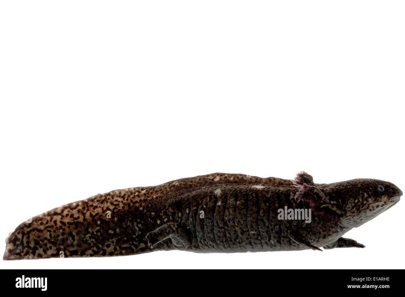 Axolotl (Ambystoma mexicanum), captive, Germany Stock Photo