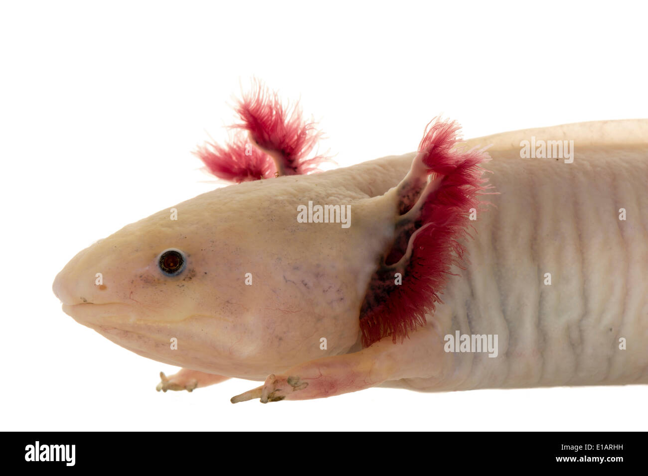 Axolotl (Ambystoma mexicanum), albino, captive, Germany Stock Photo