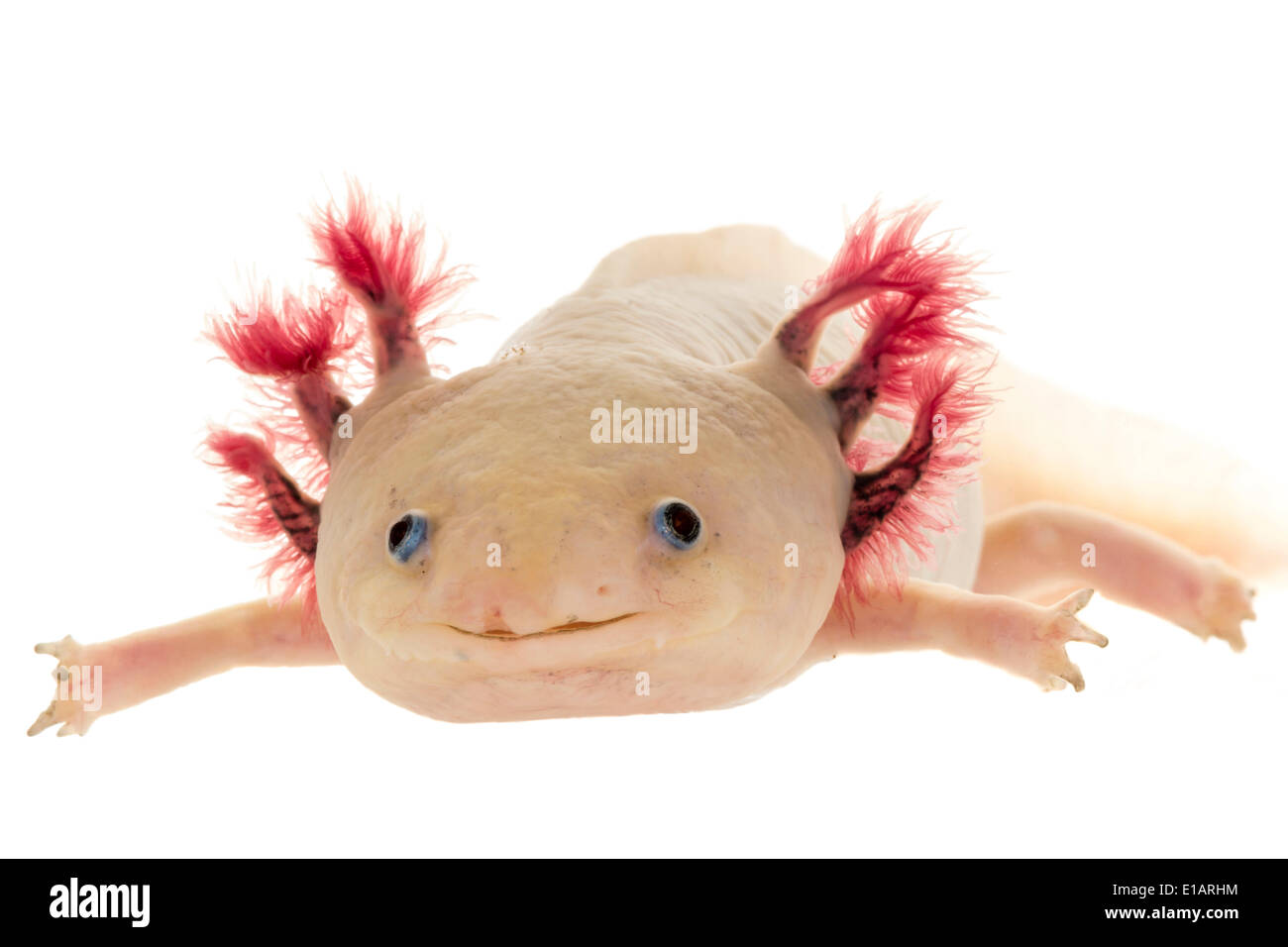 Axolotl High Resolution Stock Photography And Images Alamy Axolotl High Resolution Stock Photography And Images Alamy
