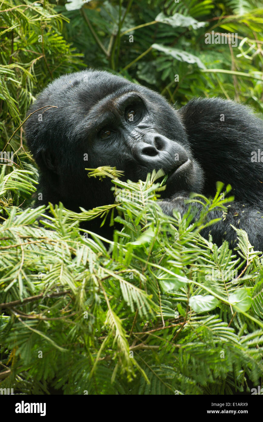 Mountain Gorilla (Gorilla beringei beringei), male, Bwindi Impenetrable National Park, Uganda Stock Photo