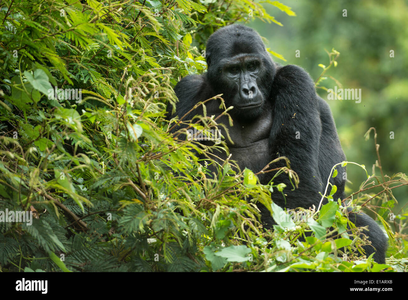 Mountain Gorilla (Gorilla beringei beringei), male, Bwindi Impenetrable