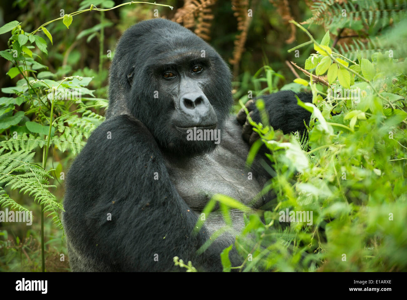 Mountain Gorilla (Gorilla beringei beringei), male, silverback, Bwindi Impenetrable National Park, Uganda Stock Photo