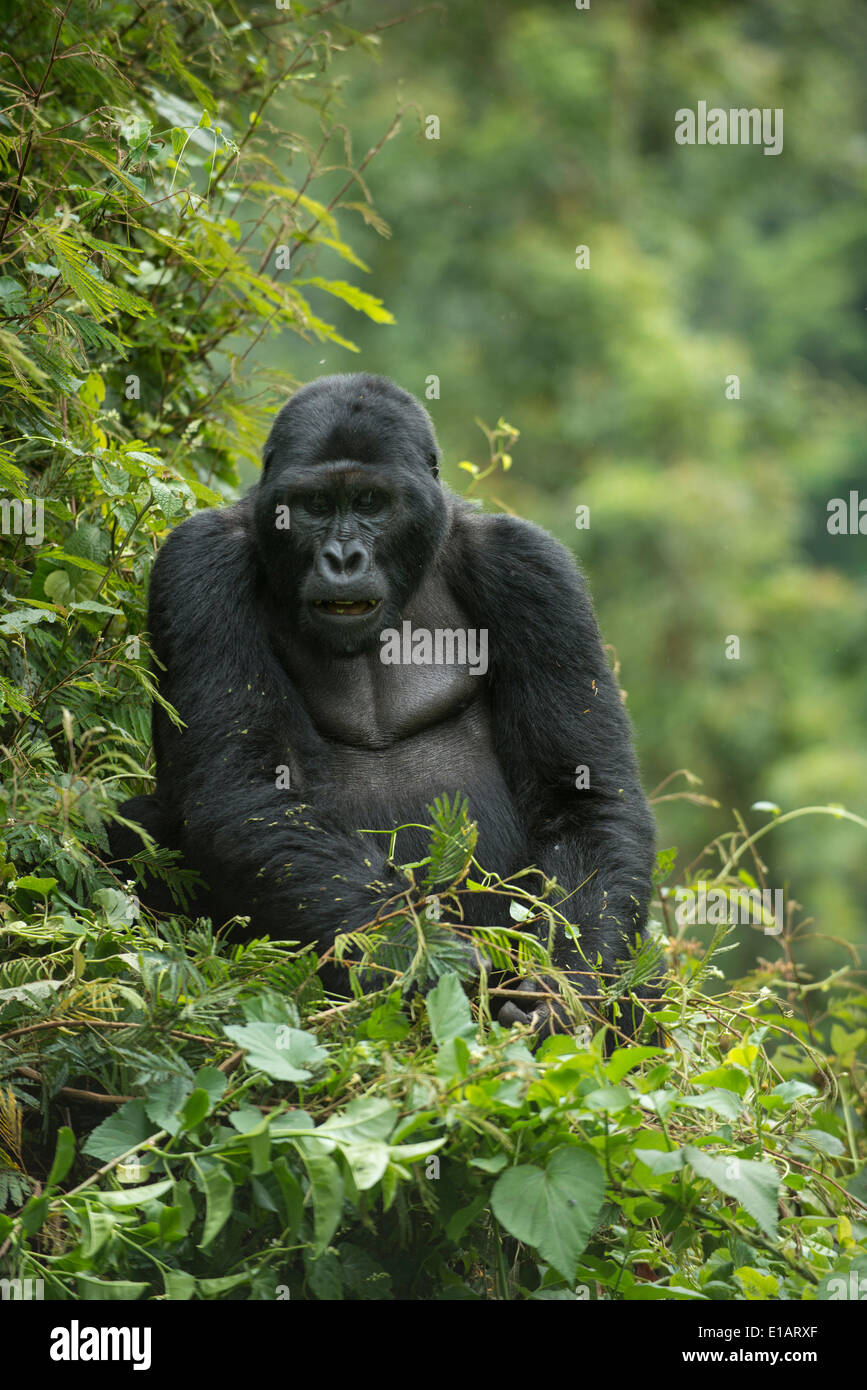 Mountain Gorilla (Gorilla beringei beringei), male, Bwindi Impenetrable National Park, Uganda Stock Photo