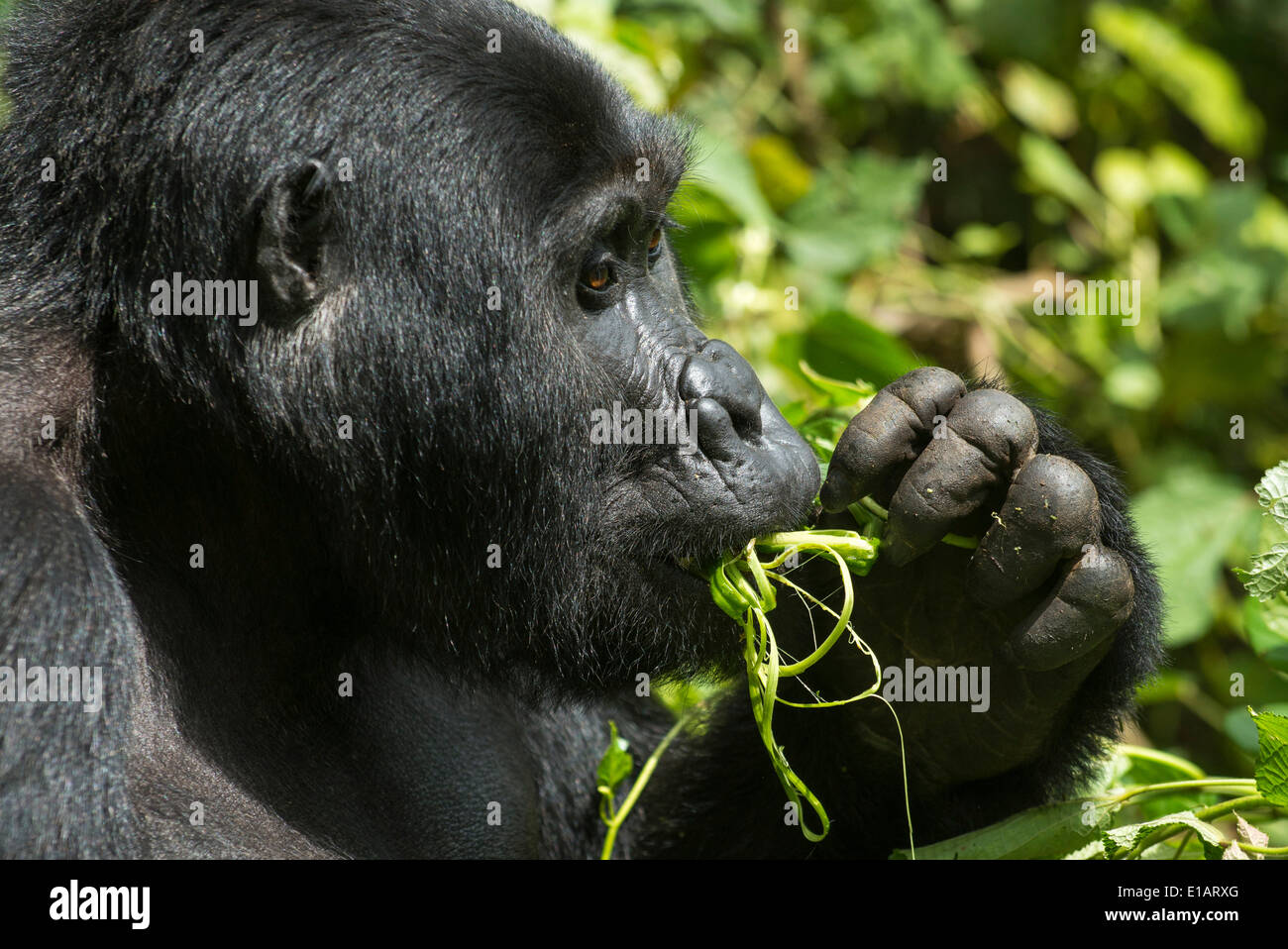 Mountain Gorilla (Gorilla beringei beringei) feeding, Bwindi Impenetrable National Park, Uganda Stock Photo