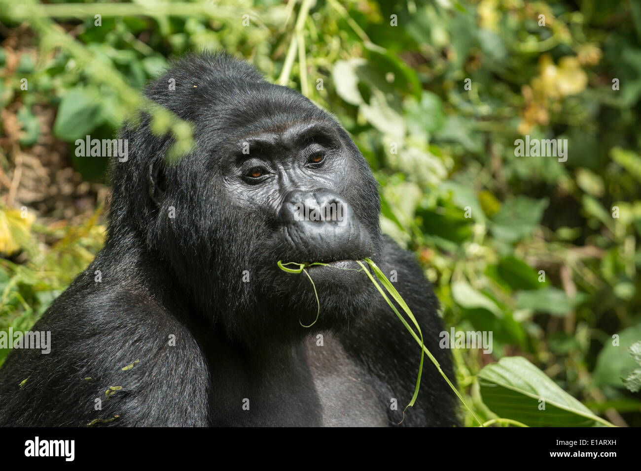 Mountain Gorilla (Gorilla beringei beringei), male feeding, Bwindi Impenetrable National Park, Uganda Stock Photo