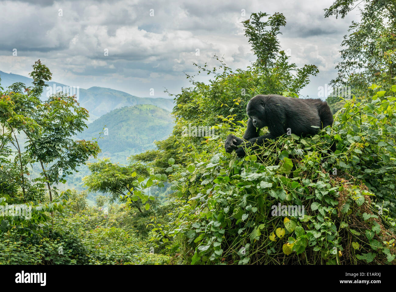 Mountain Gorilla (Gorilla beringei beringei) in the habitat, Bwindi Impenetrable National Park, Uganda Stock Photo