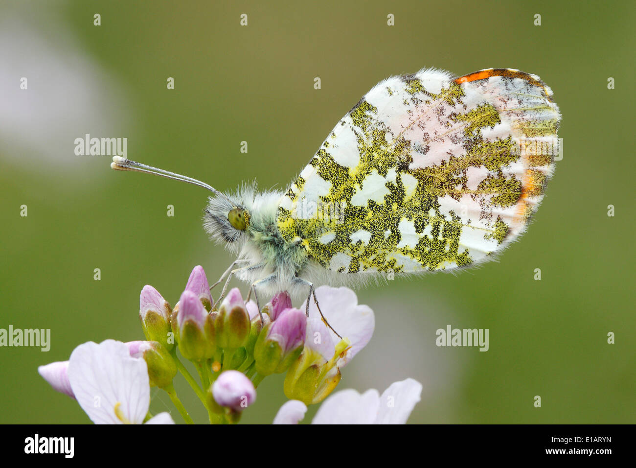 Orange Tip Butterfly (Anthocharis cardamines), male on a flower of the Cuckoo Flower or Lady's Smock (Cardamine pratensis) Stock Photo