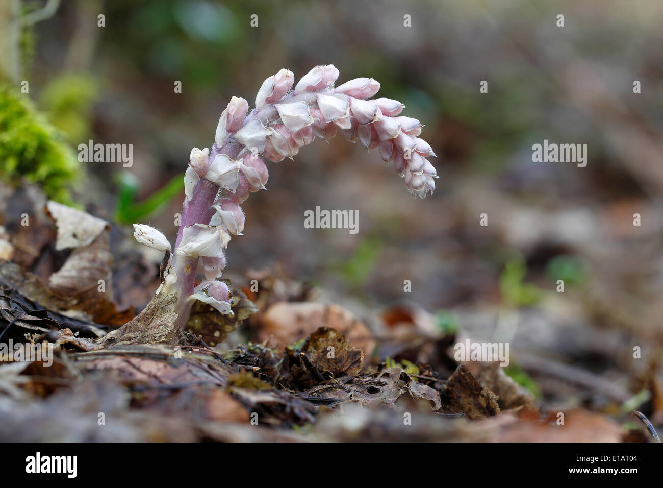 Common Toothwort (Lathraea squamaria), North Rhine-Westphalia, Germany Stock Photo
