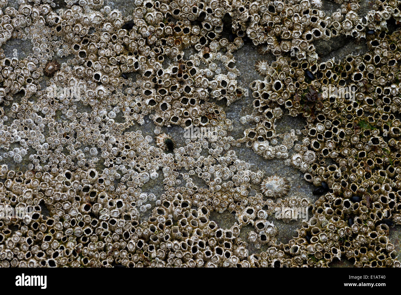 Barnacles (Balanidae) and limpets (Patellidae) in the surf zone on a rock, Faroe Islands, Denmark Stock Photo
