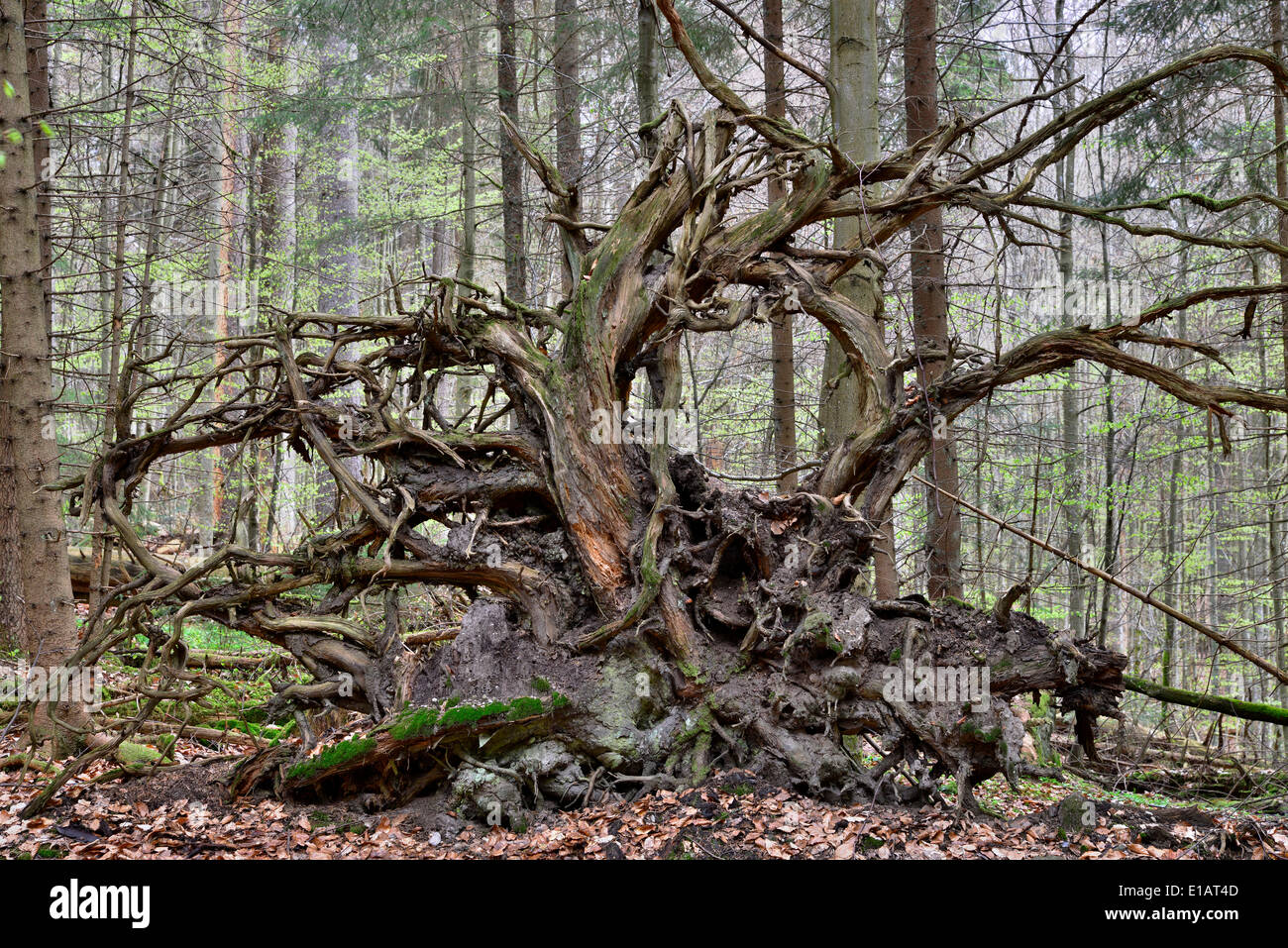 Roots of a fallen Common Spruce (Picea abies), Bavarian Forest National Park, Bavaria, Germany Stock Photo