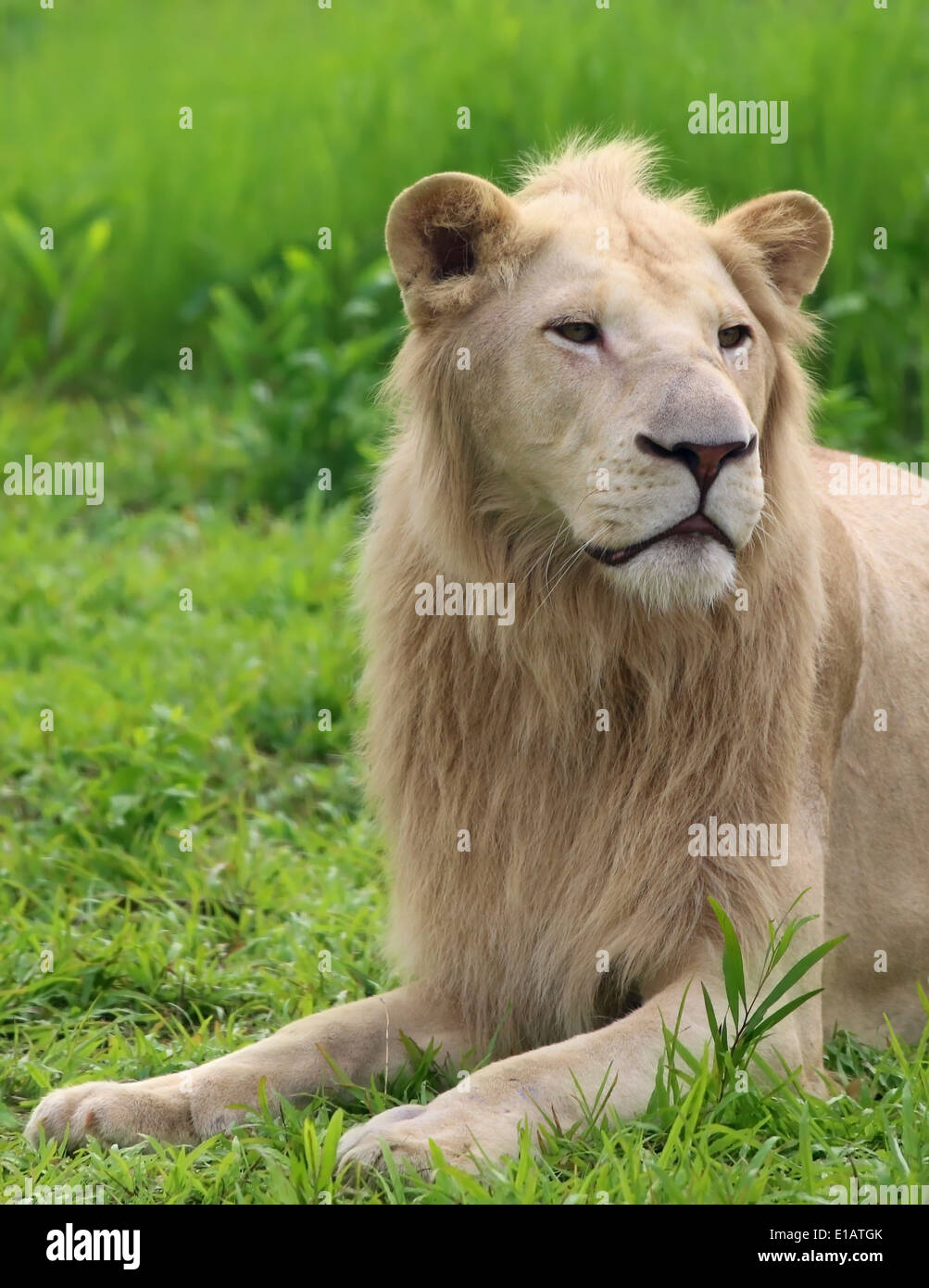 Portrait male white lion hi-res stock photography and images - Alamy