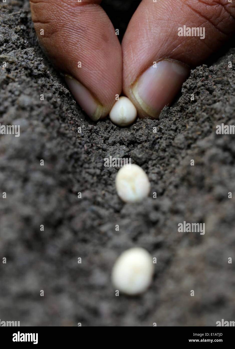 Planting green peas in fertile soil Stock Photo Alamy