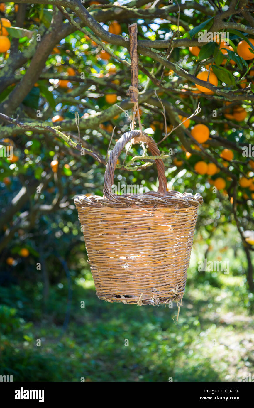 old woven basket for collecting ripe Cantoneta oranges from tree in Mallorca Stock Photo