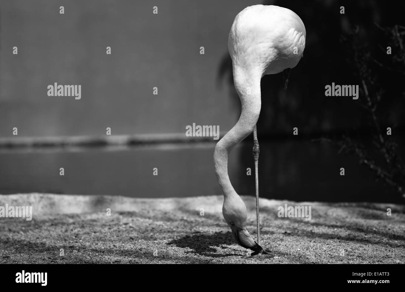 Flamingo in the park standing over one leg, Spain. Black and white shot Stock Photo