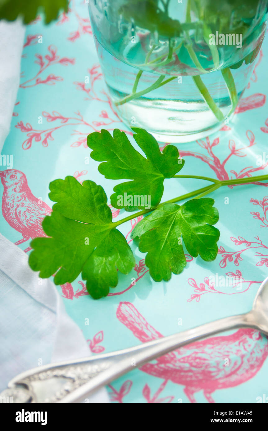 A Close Up of a Fresh Parsley Stem Stock Photo