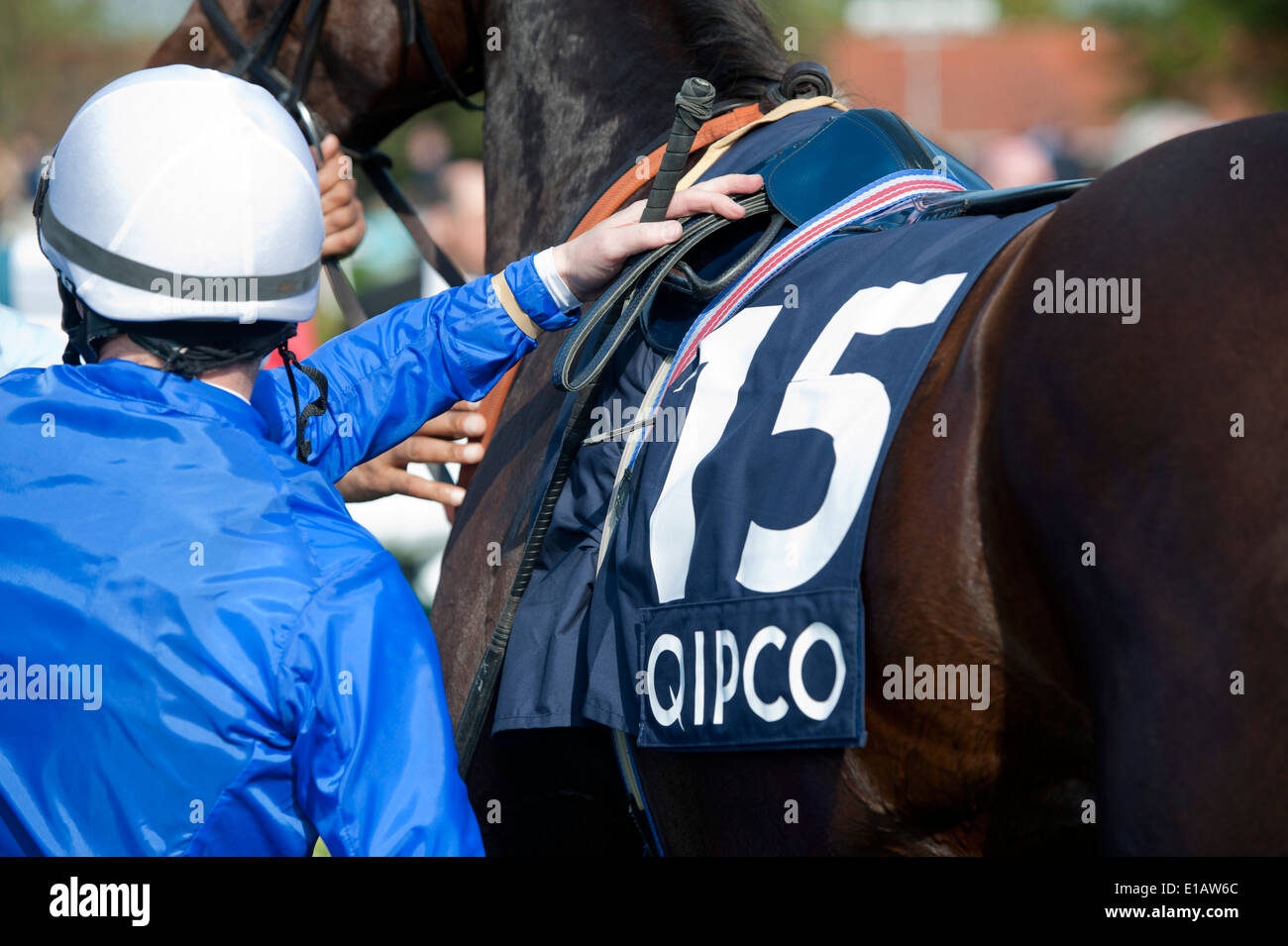 Mark Westley Photography Newmarket Rowley Mile racecourse Winners enclosure 04 May 2014 Stock Photo