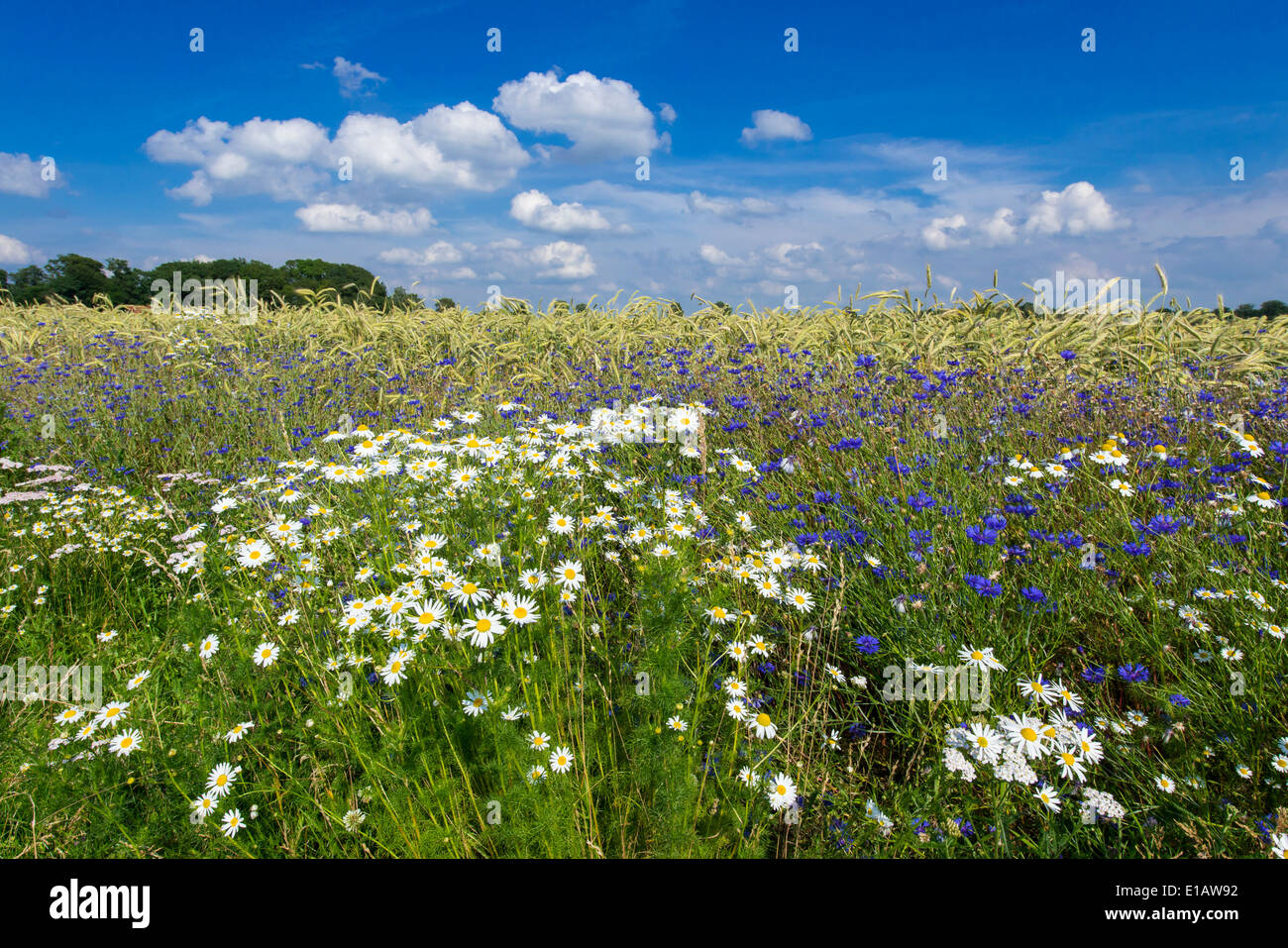 cornflower in rye field, centaurea cyanus, goldenstedt, vechta, lower saxony, niedersachsen, germany Stock Photo