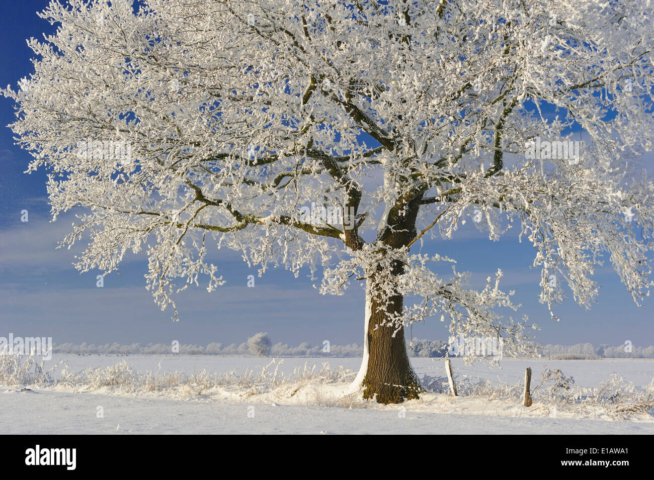 oaks with snow in winter, vechta district, niedersachsen, germany Stock Photo