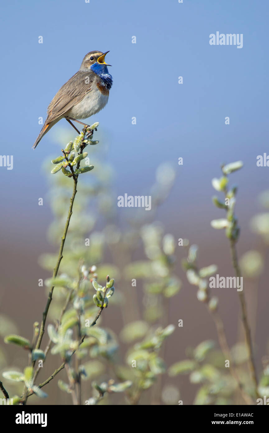 bluethroat, luscinia svecica, vechta district, niedersachsen, germany Stock Photo
